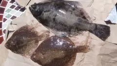 fluke at top, two flounder below