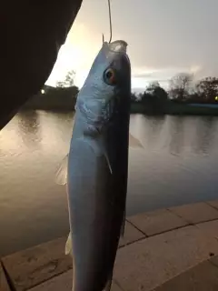 Sand Mullet?