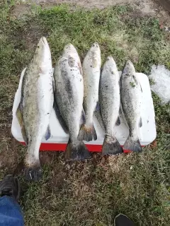 speckled trout