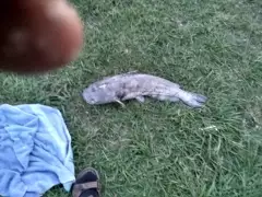 Catfish