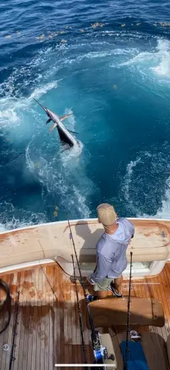 Corona Free Sailfish