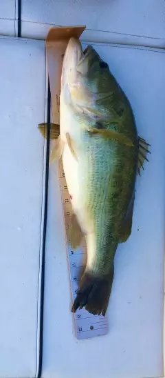 Largemouth Bass from Lotus Lake, Chanhassen, Minnesota