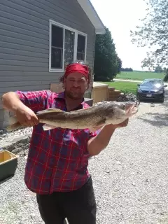 Walleye