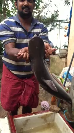 Pangasius