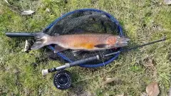 My first rainbow trout properly landed on a fly rod