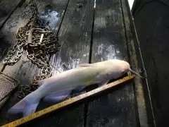 19 1/2" white channel catfish