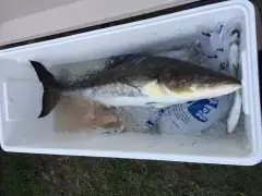 Lemon fish