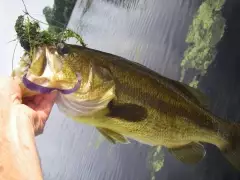 Bass fishing with a 7" Grape Worm
