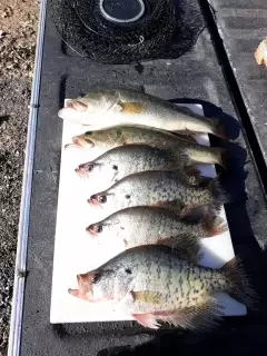 Bass&Crappie