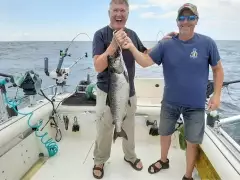 Chinook salmon