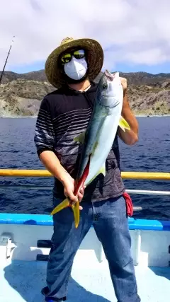 Catalina Island Yellowtail