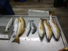 REDS AND TROUT - MATAGORDA