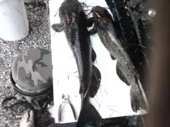 Couple little channels