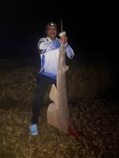 Oman ,Muscat,Bimmah sinkhole area. Fish name :Guitar shark.