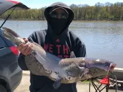 Channel catfish