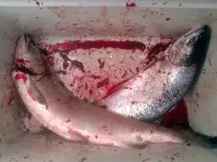 Coho Salmon caught in twenty minutes...