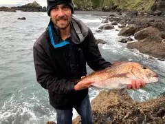 good sized snapper - rock fishing coromandel