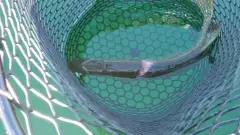 7.5 lb pike on Cd"a lake, Id.