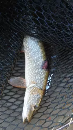 7.5 lb pike on lake Cd'a