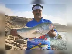 Blue fish, Salmon