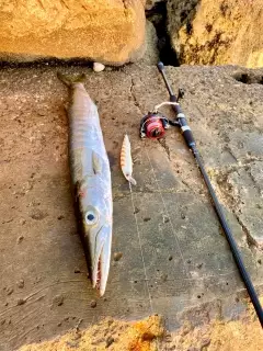 Barracuda #AbudhabiFishing