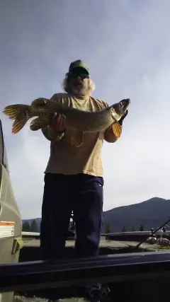 12lb Northern Pike. Noxon Reservoir in Mont.