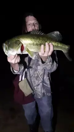 Large mouth bass