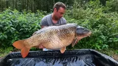 Common carp 60lbsthis one was caught on a single high-viz homemade  pop up