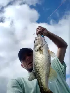 Bass