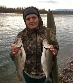 Whitefish