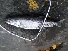 Lake trout about 10 pounds, Oct. 20