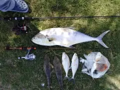 Queen Fish and Flatheads