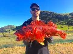 Scorpion Fish, also known as Grandfather Hapuku from New Zealand