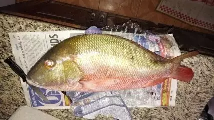 Mutton Snapper (Red Snapper)