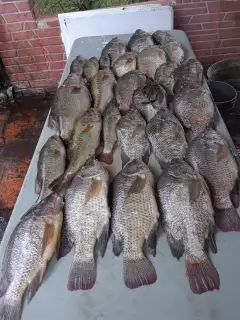 Tilapia