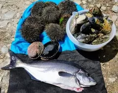 Nice bag of seafood. Sea urchins, abalones, blue moki