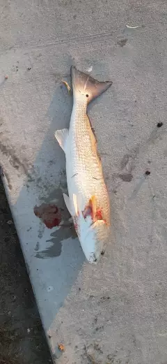 32 inch red drum