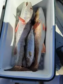 Red Fish and Trout