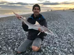 Rig Shark caught near Birdlings Flat, Christchurch