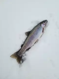 Rainbow Trout