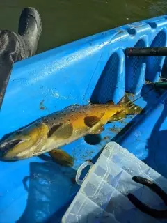 Brown Ttrout