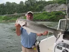 Striped Bass