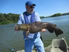 Flathead Catfish