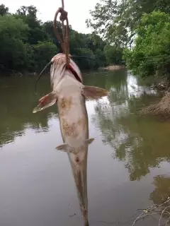 Catfish