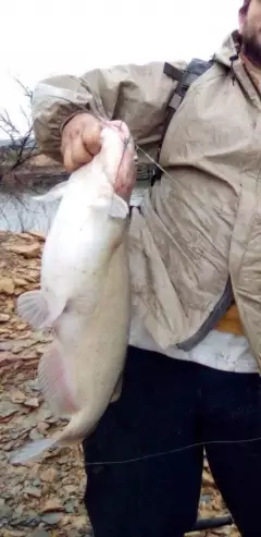 Channel Catfish