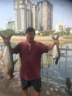 Cat fish