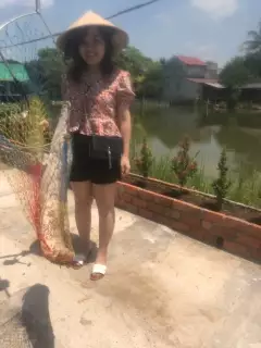 Spotted gar