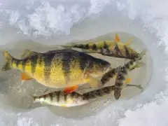6 perch in 2 hours
