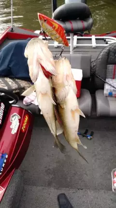 Two bass at one time