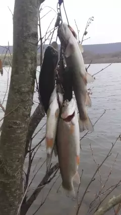 Pennsylvania USA TROUT. season